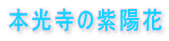 本光寺の紫陽花
