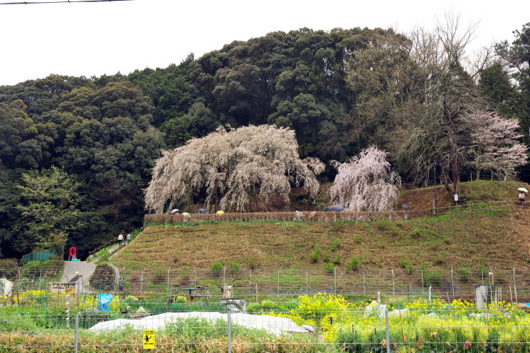 奥山田のしだれ桜