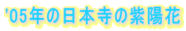 '05年の日本寺の紫陽花