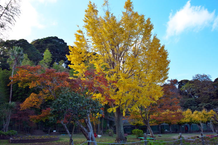 城山公園の紅葉