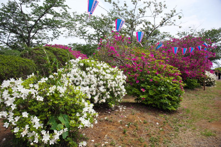 雲井岬つつじ公園