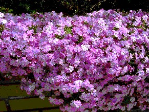 門袖の芝桜
