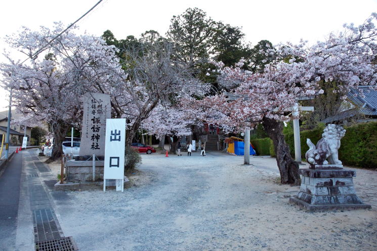 桜谷枝垂れ桜 桜谷枝垂れ桜