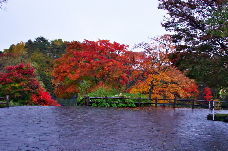 五色沼湖沼群の紅葉