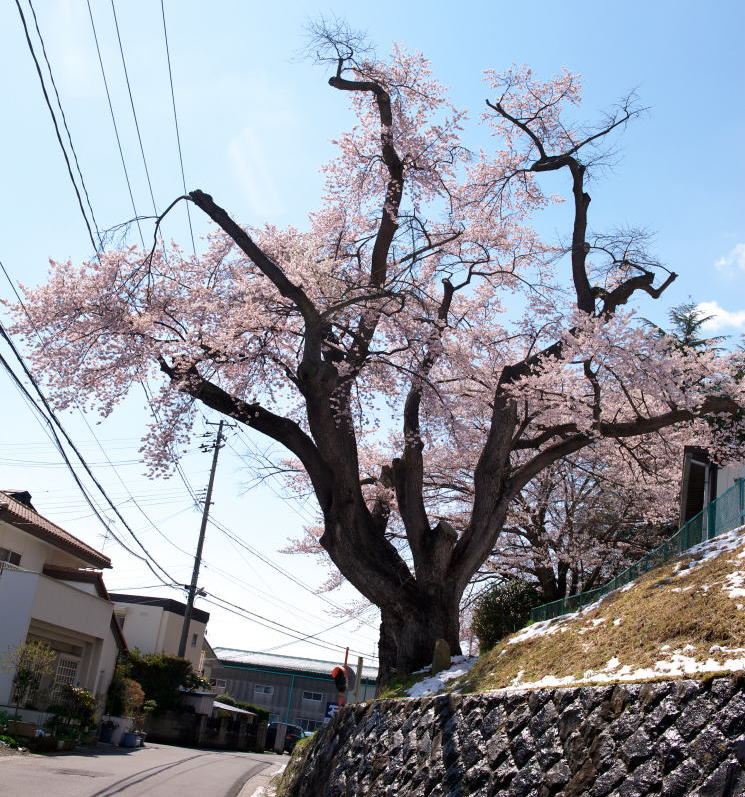 須賀川桐陽高校の種まき桜 須賀川桐陽高校の種まき桜