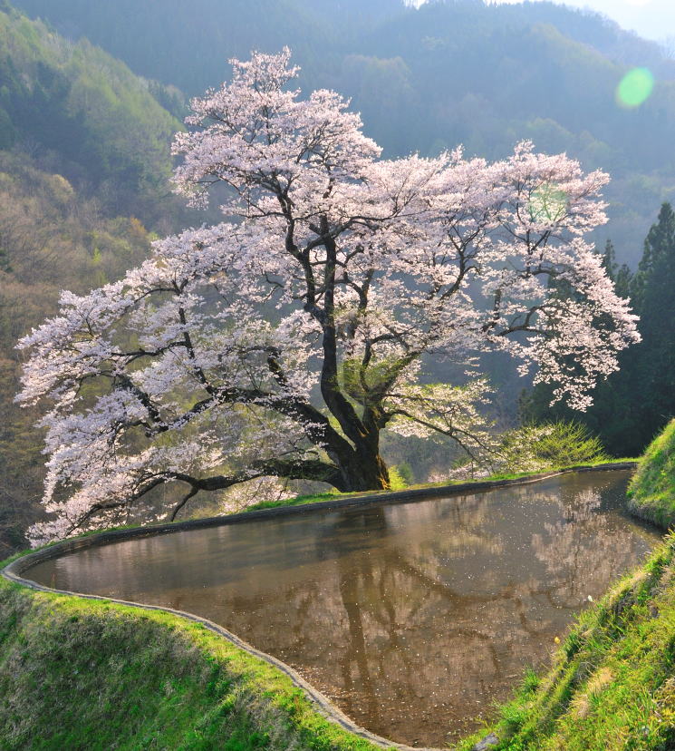 駒 つなぎ の 桜