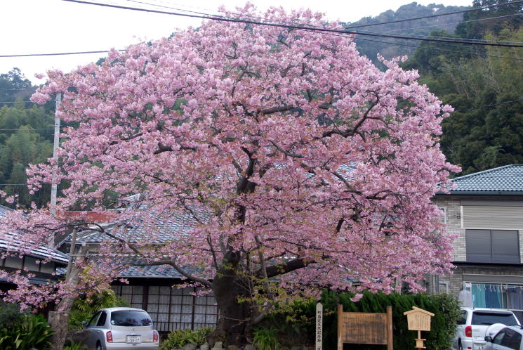 河津 桜 原木 の 苗 が 見つかっ た の は