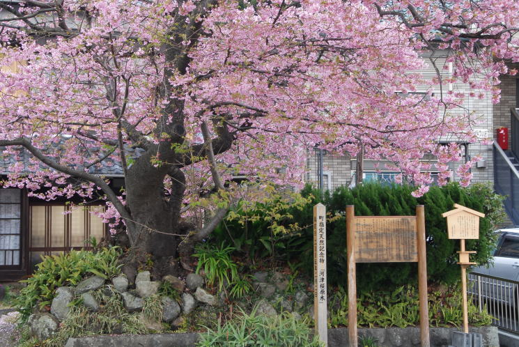 桜 原木 河津