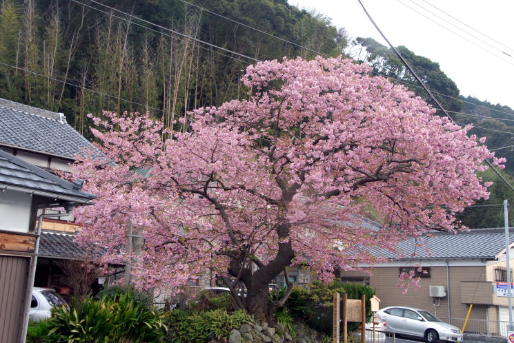 河津 桜 原木 の 苗 が 見つかっ た の は