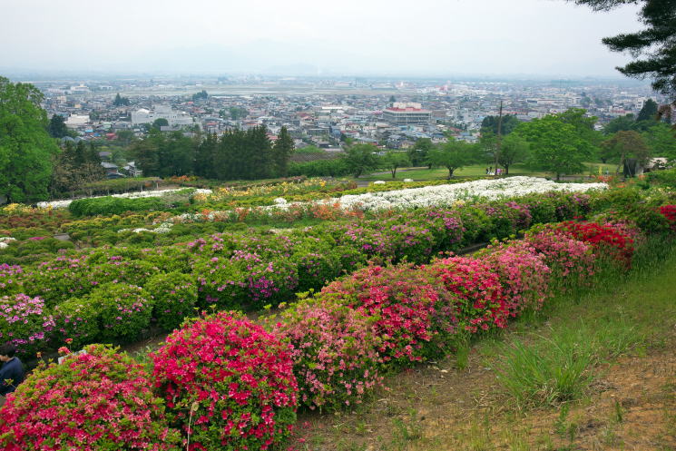 寒河江公園 つつじ園