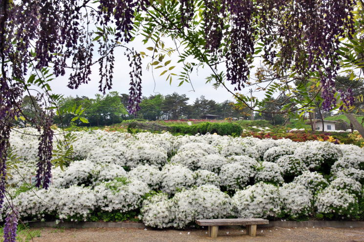 寒河江公園 つつじ園