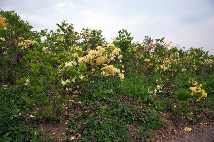 寒河江公園 つつじ園