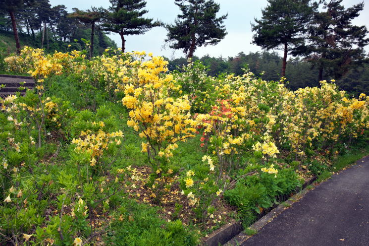 寒河江公園 つつじ園