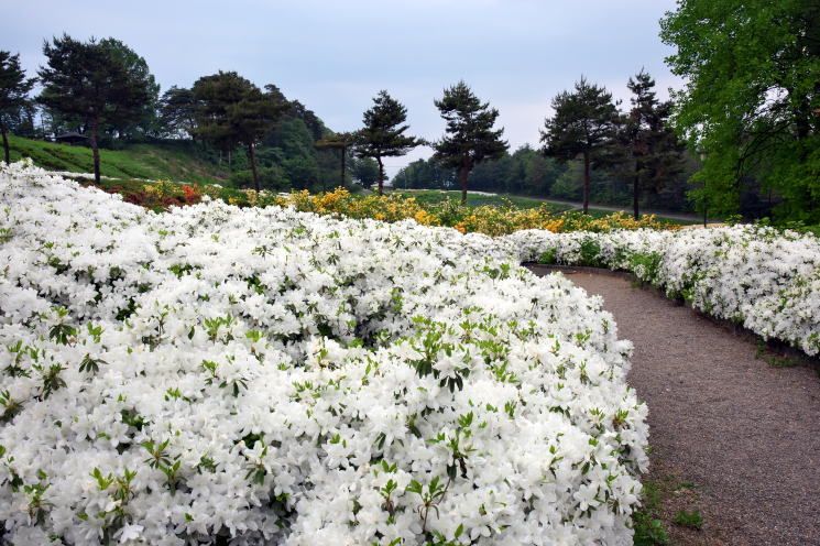 寒河江公園 つつじ園